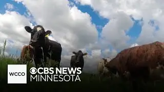 How Minnesota farmers are working more sustainably