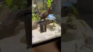 Cichlids Don&rsquo;t Always Love the Flipper