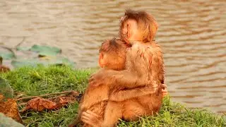 Baby Sit Hug Each Other See the Sights - Lyly Boki Look After