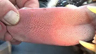 never let this lick you...