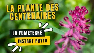 Fumeterre plante des centenaires