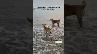 #DogBeachDay #SoloTrip #BeachDog #DoggyKiMasti #WoofVibes #PetVacation