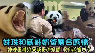 1月28日  妹珠打哈欠，威哥進場和妹珠培養感情，妹珠逐漸接受了新飼養員威哥#panda #cutepanda  #熊貓妹珠