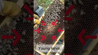Honey bees are amazing #beekeeper #honeybee #beekeeperslife #honey #backyardbeekeeper #nature