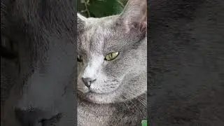 Is this the MOST HEROIC CAT Ever 😱 | Wholesome Moments