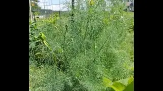 Harvesting Dill