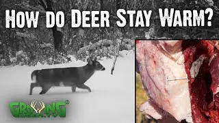 How Do Deer Survive the Cold? (798)