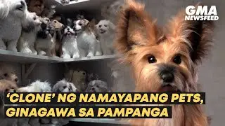 &lsquo;Clone&rsquo; ng namayapang pets, ginagawa sa Pampanga | GMA News Feed