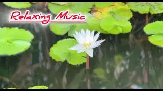 Relaxing Piano Music for the Heart and Blood Vessels 🌿 Calming Music for the Stress Relief