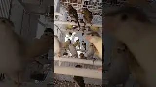 Novelli in Voliera 2024 🤩 #canarini #birds #viral #ornitologia #arricciatofiorino #pets