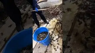 The process of collecting a large significant amount of crabs