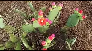 palmat&oacute;ria cacto da caatinga