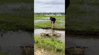 Wow😱 amazing catch.Big catch.Big cat fish 🐟😱 #villagefishing #amazingfishing