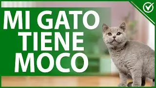 🐱 Mi Gato Tiene Mucho Moco ¿Qué es lo Que Le Pasa y Qué Hacer para Solucionarlo? 🤧🐱
