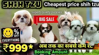 🐾 Shihtzu Puppies for Sale in India | Best Price, Purebred Guarantee | Contact Now 📲 +91 9373137719