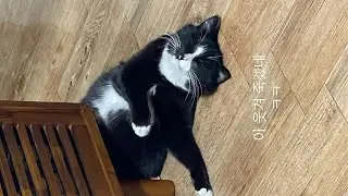 시골백수의 만삭 길냥이랑 놀기
