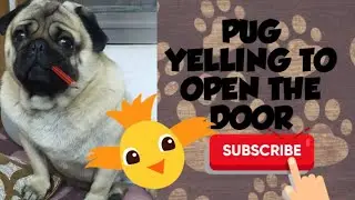pug yelling to open the door❤️||cute pug reaction when kept inside the room🐕||pug love||funny dog🦴🐾