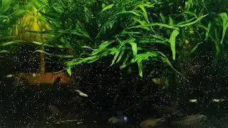 Oryzias Latipes (Platinum Rice Fish)