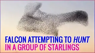 A Falcon attempting To Hunt in a Group of Starlings