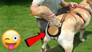 Top 17 Amazing Gadgets Every Pet Owner Must Have in 2018 |Amazon Gadgets | NEW TECH GADGETS