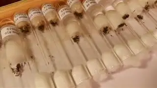 HORMIGAS LASIUS. Nuevas hormigas en el canal y... ¡Reinas para vosotros! | Xena y Lasius22