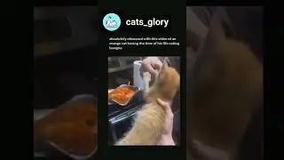Unbelievable Orange Cat Behavior Explained 😮