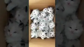 Cute And Funny Cat 🐈 Compilation 😂#cats #catshorts