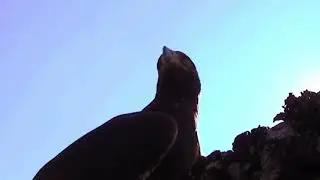 Most spectacular Eagles vs snake compilation..