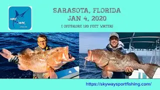 Fishing for enormous size Red Grouper, offshore in the Gulf,  Long Boat Key - Sarasota Florida