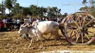 Bullock cot computations in my village (karidi in Telugu) yadlpandalu in Andhra Pradesh