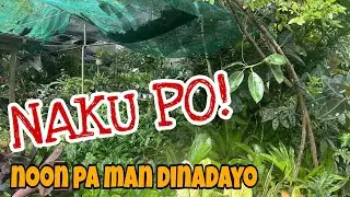 NAGBABALIK KONTING TUBO GO LANG! #Garden #Plants #Plantfairy 