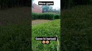 ganw ki hariyali #youtubeshorts #love #video