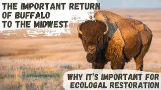 Great American Bison & Ecological Restoration