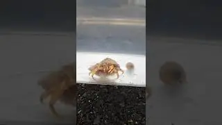 A guide to crabbing in Weymouth harbour.