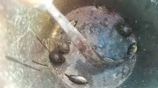 #hardwork #fishing very entertaining video. #farmerlife 