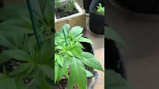 Clones, Genetics and Strain Selection #growyourown #cannabisheals #indoorgarden #letsgrow #mmj