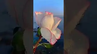 🌸🌹✨#saffu #youtube #music