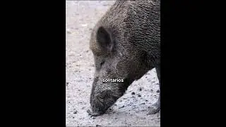 Jabal&iacute; | &iquest;Peligroso o incomprendido?