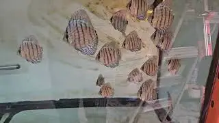 Discus fry 2 december 2025