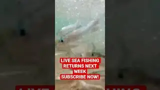 LIVE Sea Fishing Returns Next Week! #shorts #live #livestream #seafishing