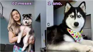Evolu&ccedil;&atilde;o da minha husky apartir de dois meses a um ano.