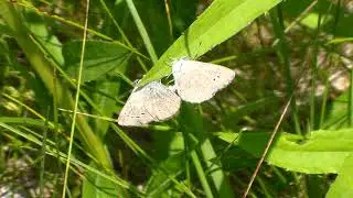 Invertebrate Short Clips: Glaucopsyche lygdamus