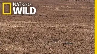A Hunter Becomes the Hunted | Cobra Mafia