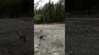 NALTAR Bala 🏔 (Gilgit Baltistan) Pakistan 🇵🇰