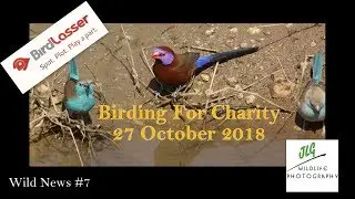 Birding 4 charity