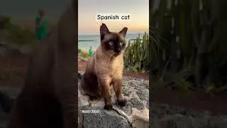 🇪🇸🐈 Spanish Cat &hearts;️ #spain #cat #pets #shortsvideo #foryou #fyp #viral #cute #espa&ntilde;a