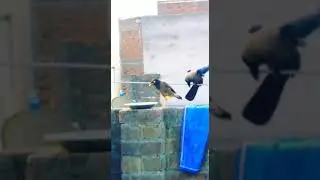 One leg crow.