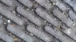 This one goes out to The Ants Canada Channel