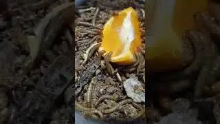 #mealworms #government #bugsbunnychallenge #feeders