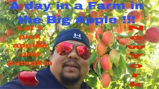 A day in a Farm in the Big Apple , apples and pumpkin  New York